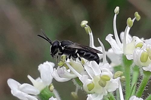 Hylaeus sp.